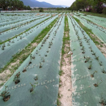 廣西柑橘防草布登豐惠農透氣透水保濕保肥環保可降解綠黑色白黑色防草布