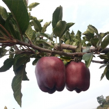 果園批發(fā)**甘肅花牛蘋果 有機(jī)新鮮水果蘋果批發(fā)