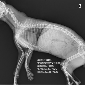 寵物DR便攜式X光機手提式X射線機