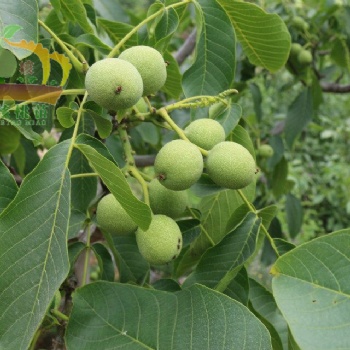 嫁接核桃苗 嫁接薄皮早實(shí)冠核一號(hào)核桃苗批發(fā)|基地|價(jià)格|圖片