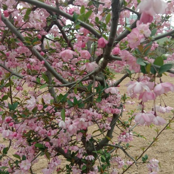 絢麗海棠，冬紅海棠，垂絲海棠，西府海棠，鉆石海棠，**雨點海棠