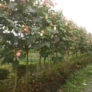 成都木芙蓉基地供應處理價格