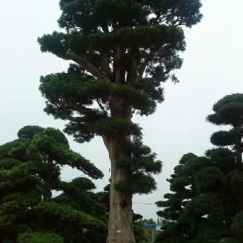 湖南12公分羅漢松價格四季紅基地羅漢松批發價格