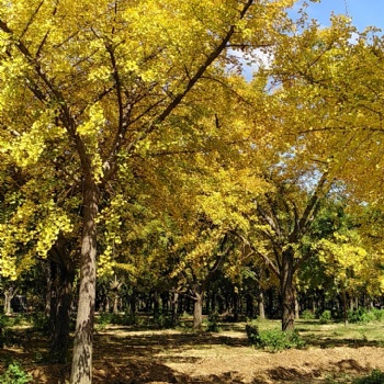 臨沂是精品銀杏苗圃嫁接銀杏樹(shù)價(jià)格低