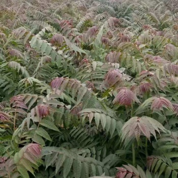 紅油香椿基地香椿苗