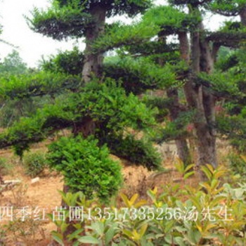 湖南瀏陽花木金葉榆價格四季紅苗圃基地苗木金葉榆批發價格