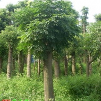 湖南瀏陽(yáng)花木欒樹價(jià)格四季紅苗圃基地欒樹批發(fā)價(jià)格