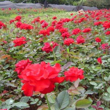 湖南瀏陽花木月季價格四季紅苗圃基地苗木月季批發價格