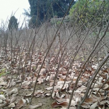 山東板栗苗【量大質優(yōu)品種齊全】-臨沂浩森板栗苗種植基地