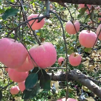 批發零售漿水蘋果等特產