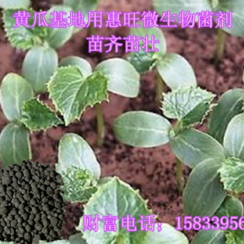 河北基地微生物菌劑供應(yīng) 惠旺微生物菌劑廠家 黃瓜用生物有機(jī)肥苗壯