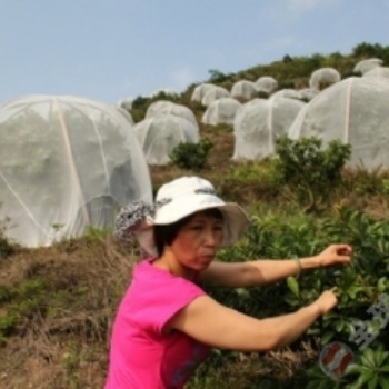 贛州臍橙種植防蟲網(wǎng)防蟲害防鳥害大寬幅密度大好用結實