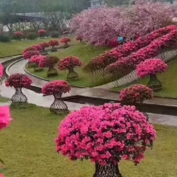 石榴小花瓶 家庭編制花卉園藝小品 陽臺擺件 室內(nèi)花卉 別墅綠化精品造型樹