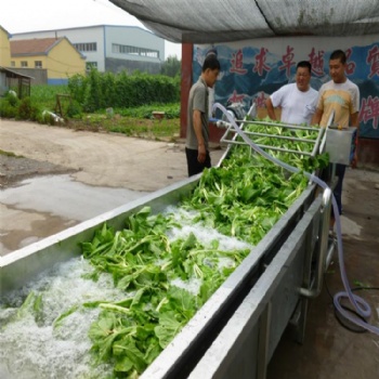 廠家全自動油菜氣泡清洗機(jī) 俞洋機(jī)械