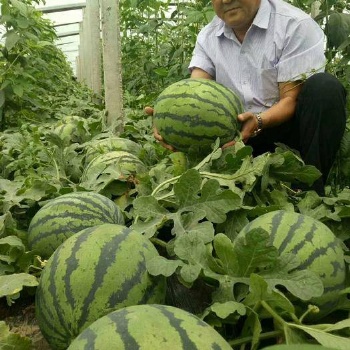 山東京欣西瓜產地價格便宜