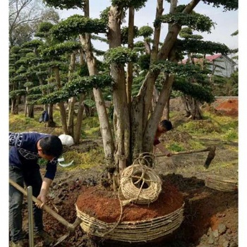 促銷產品-造型榆樹苗木-瀏陽精品榆樹基地-產地貨源找瀏陽思琴苗木基地