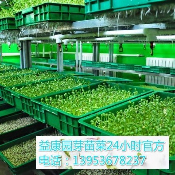 100平方米芽苗菜的利潤能有多少-益康園芽苗菜