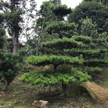 成都羅漢松價格 成都羅漢松基地批發(fā) 川派盆景基地