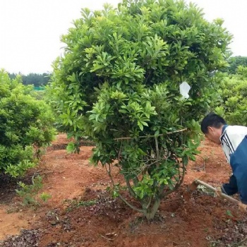 江西楊梅生產基地｜楊梅報價｜楊梅苗圃｜楊梅基地