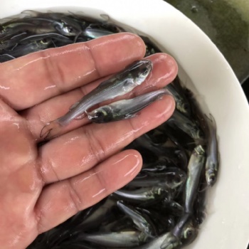 江團魚苗，斑點叉尾魚苗。武鯧邊魚苗，羅非魚苗