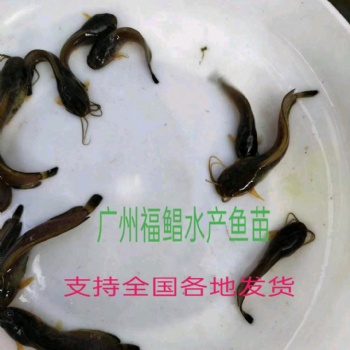 南方大口鯰魚苗，大口鯰魚