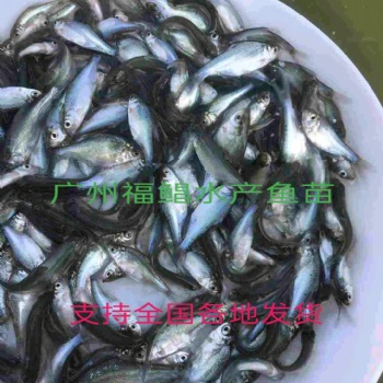 武昌邊魚苗，沙邊魚苗