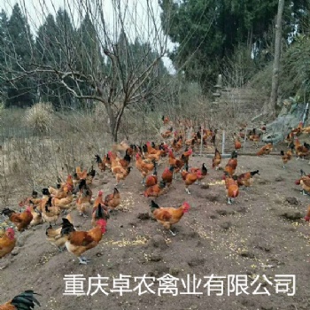 南充養殖紅羽青腳土雞苗市場 求購南充周邊紅羽雞苗廠家電話