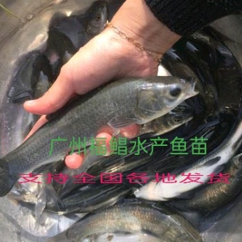 青魚。Mylopharyngodon piceus