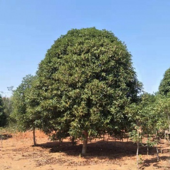 出售P200-350桂花，3米公分桂花樹，江西桂花基地