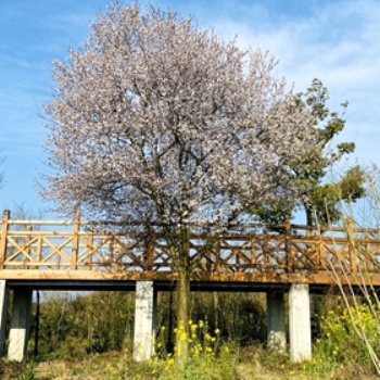 成都紅葉李基地_批發紅葉李_近期價格_成都苗木_名川園藝場