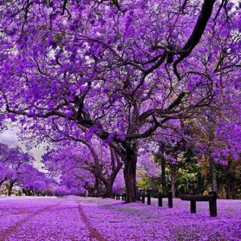 供應(yīng)廣西藍(lán)花楹苗和藍(lán)花楹 桃花苗與三角梅苗推薦