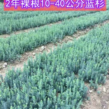 2年生 10-40公分美國藍杉樹苗 吉林貨源