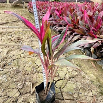 亮葉朱蕉基地 批發灌木紅葉朱蕉 朱蕉價格 成都苗木 名川園藝場