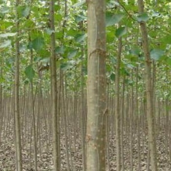 達軒農林楊樹基地，楊樹產地，楊樹綠化苗木