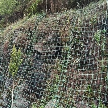 綠色植物攀爬網爬藤網山體護坡塑鋼土工格柵