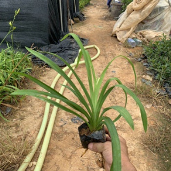 大花宣草盆栽宿根花卉 耐熱水生植物 量大從優