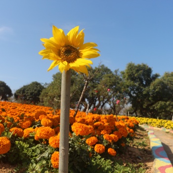 在東莞周邊適合秋冬時節游玩看花的農家樂