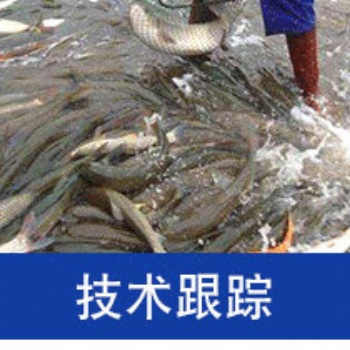 農業水產養殖泥鰍黃顙魚