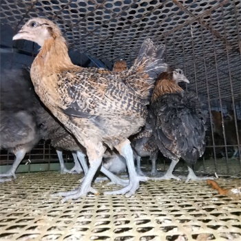 青年土雞苗飼料資源的開發及利用