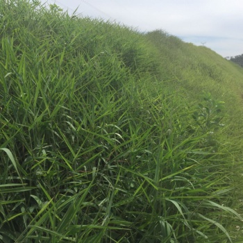 廣西高速公路的工地種植什么花種好看