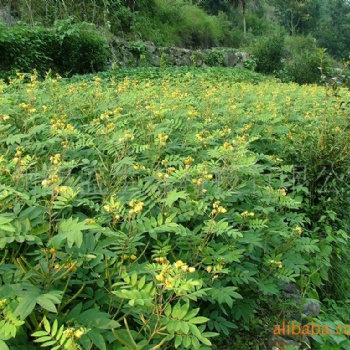 廣西綠化邊坡工程灌木草種黃花決明種子支持驗貨