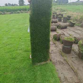 四川草坪種植基地_臺灣草批發_臺灣二號草坪價格_供應細葉結縷草_暖季草坪_耐踩踏_公園草坪_禾潤花卉