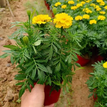 廊坊草花批發基地，廊坊歐石竹批發，四季草花孔雀草批發