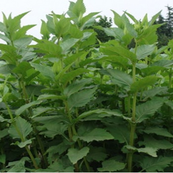 進口在生牧草種子 產量高 串葉松香草種子